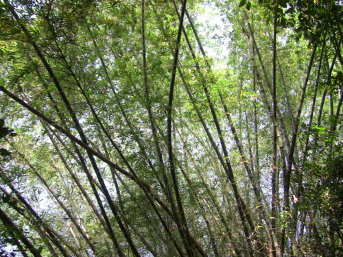 ഈ വെബ് പേജിൽ ... സാമൂഹിക കലാസാംസ്കാരിക സാഹിത്യ വിഷയങ്ങളിൽ മീങ്ങോത്തിന്റെ സ്പന്ദമാപിനിയായിരിക്കും മീങ്ങോത്ത്.കോം